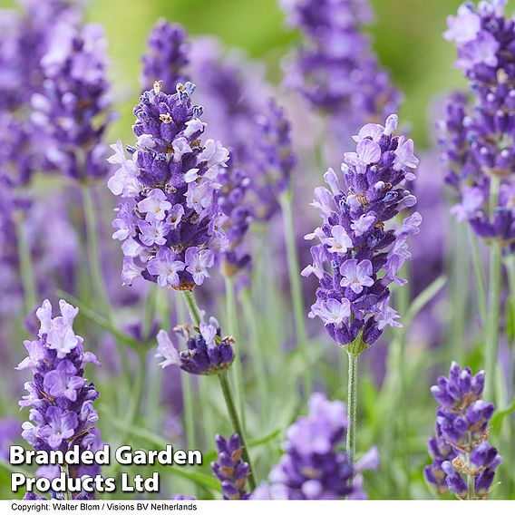 Lavandula 'BeeZee Trio Collection'