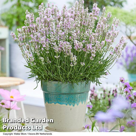 Lavender 'BeeZee® Pink'