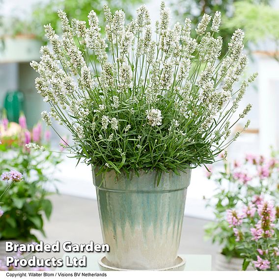 Lavender 'BeeZee® White'