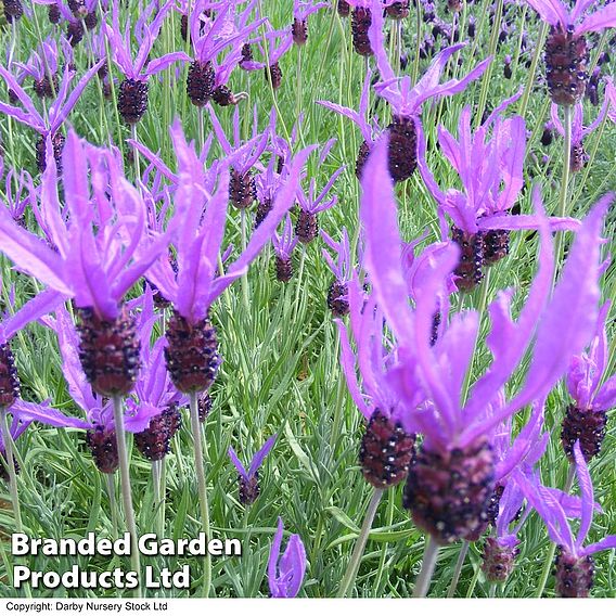 Lavender 'Flaming Purple'