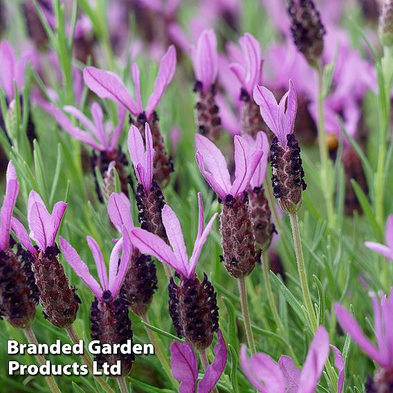 Lavender stoechas 'Ruffles Mulberry'