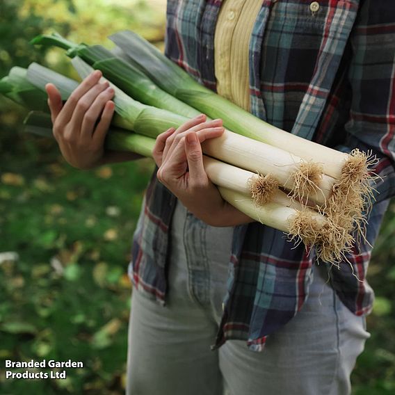 Leek porruum 'Santora' F1 - Seeds