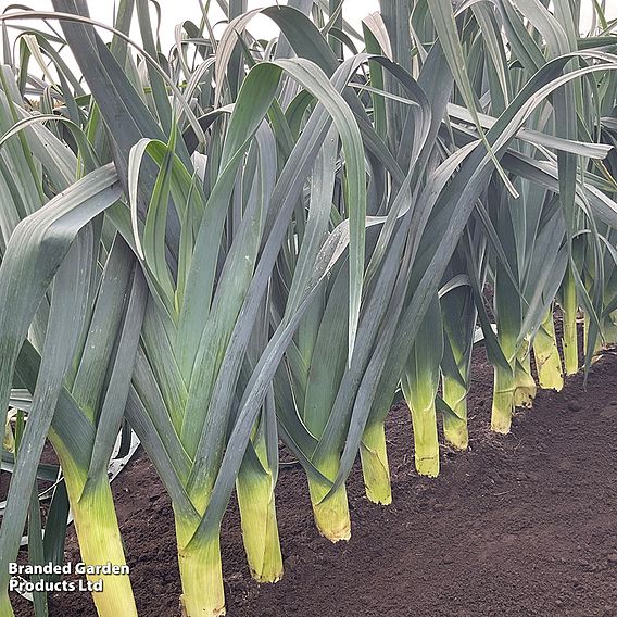 Leek porruum 'Santora' F1 - Seeds