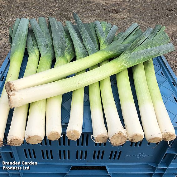 Leek porruum 'Santora' F1 - Seeds