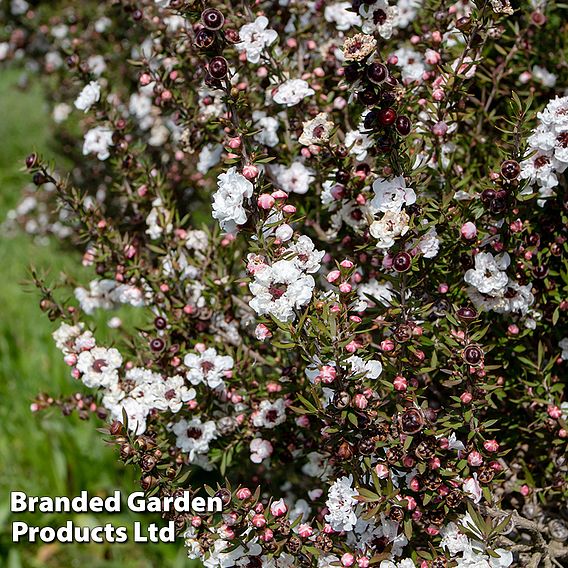 Leptospermum scoparium 'Snow Flurry'