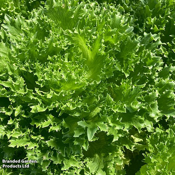 Lettuce 'Frillice' - Seeds