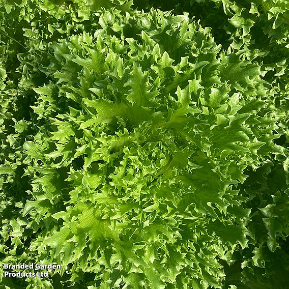 Lettuce 'Frillice' - Seeds