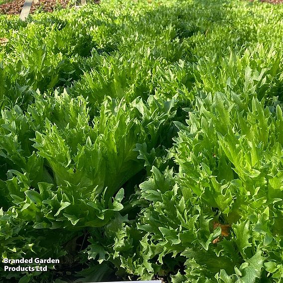 Lettuce 'Frillice' - Seeds