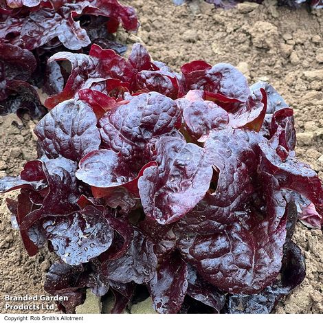 Lettuce 'Oakus' - Seeds