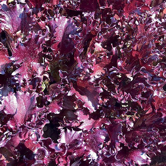 Lettuce 'Sulfita' - Seeds