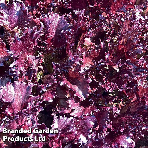 Lettuce 'Sulfita' - Seeds