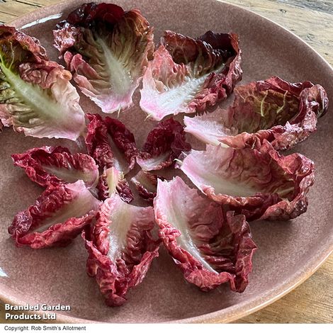 Lettuce 'Volcana' - Seeds