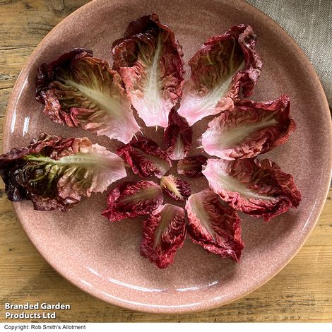 Lettuce 'Volcana' - Seeds