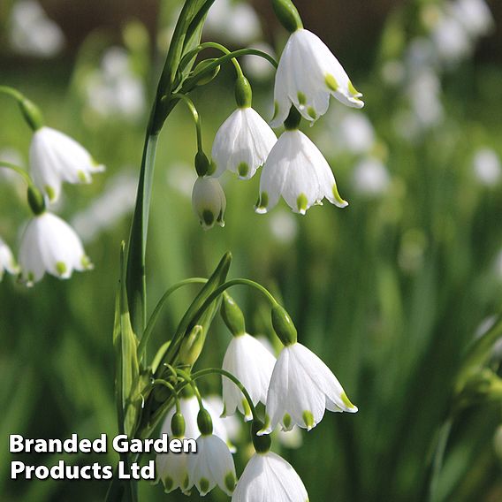 Leucojum aestivum