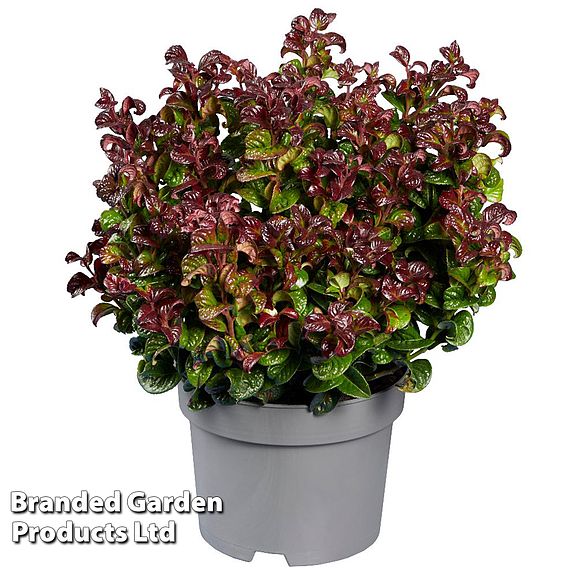 Leucothoe axillaris 'Curly Red'