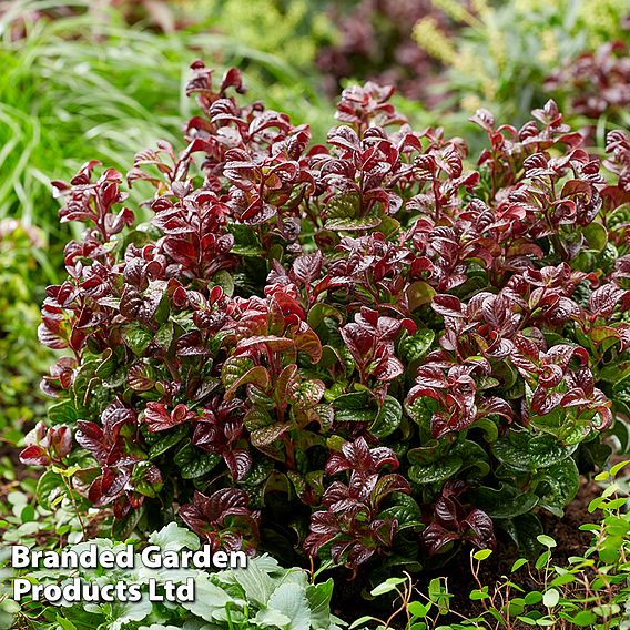 Leucothoe axillaris 'Curly Red'