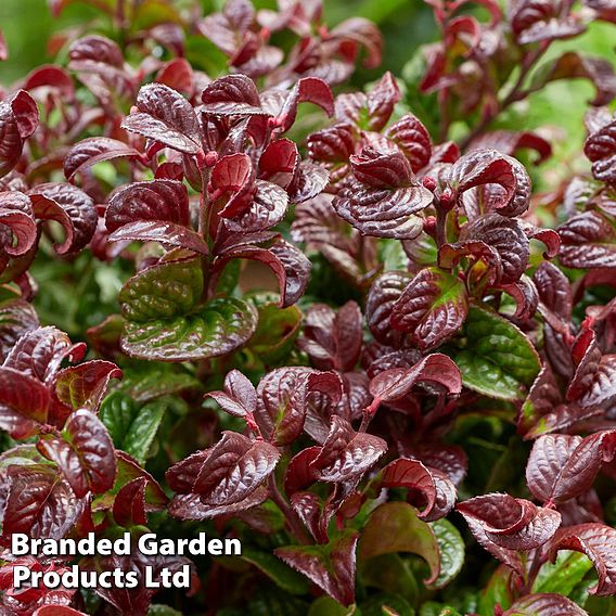 Leucothoe axillaris 'Curly Red'