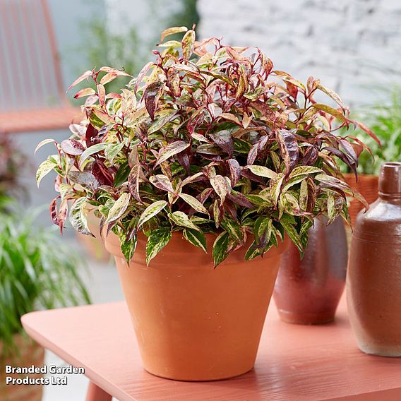 Leucothoe fontanesiana 'Makijaz'