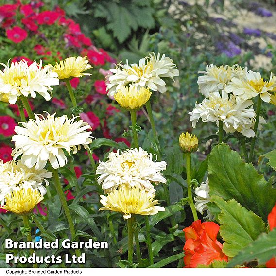 Leucanthemum 'Superbum Real Charmer'