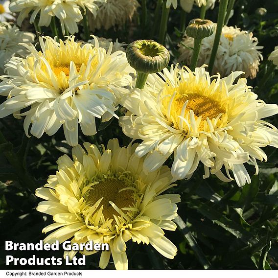 Leucanthemum 'Superbum Real Charmer'