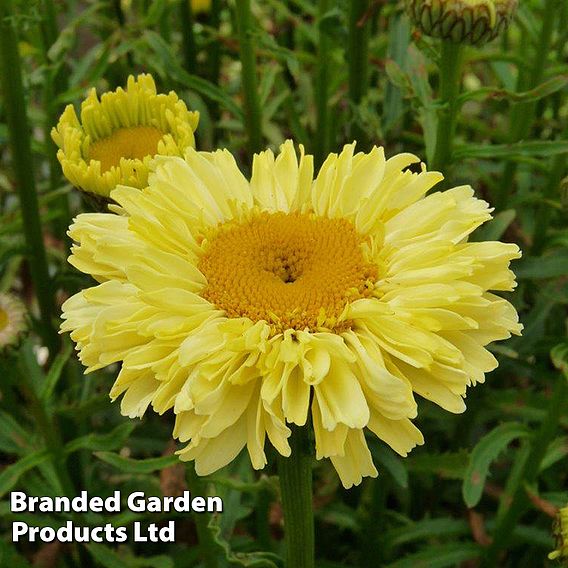 Leucanthemum 'Real Deal'