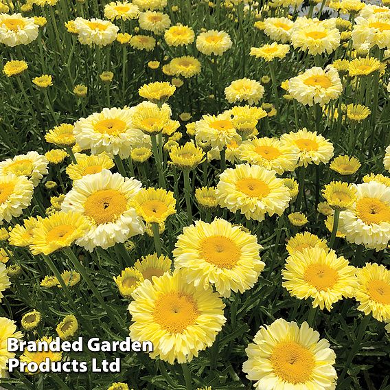 Leucanthemum 'Real Deal'