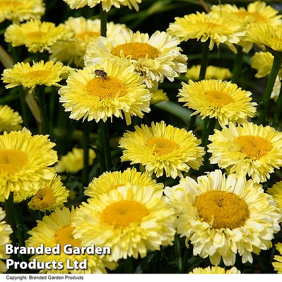 Leucanthemum 'Real Deal'