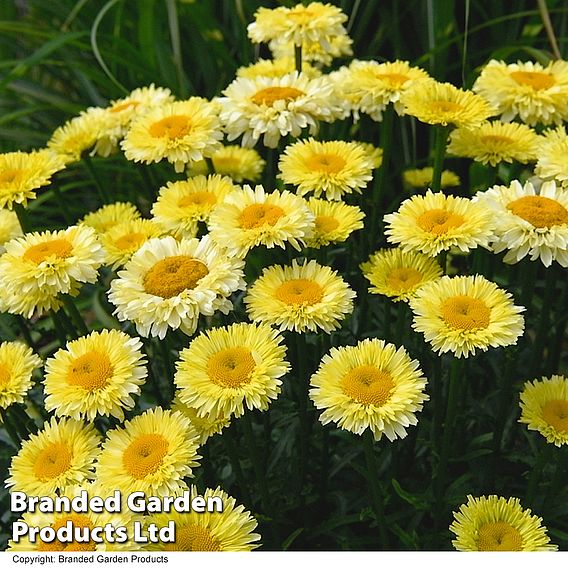 Leucanthemum 'Real Deal'