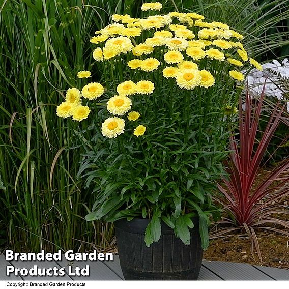 Leucanthemum 'Real Deal'