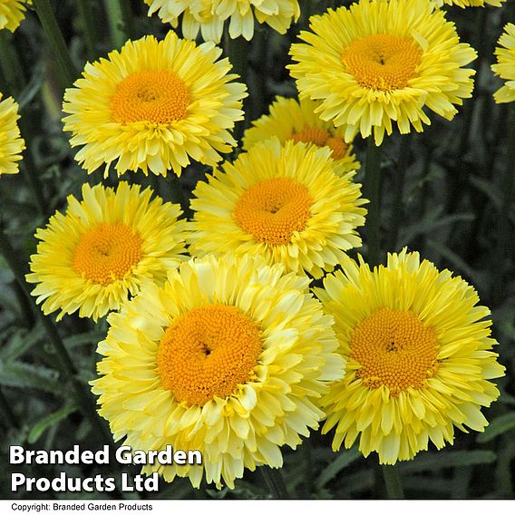 Leucanthemum 'Real Deal'