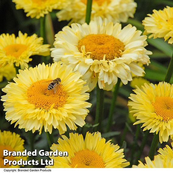 Leucanthemum 'Real Deal'