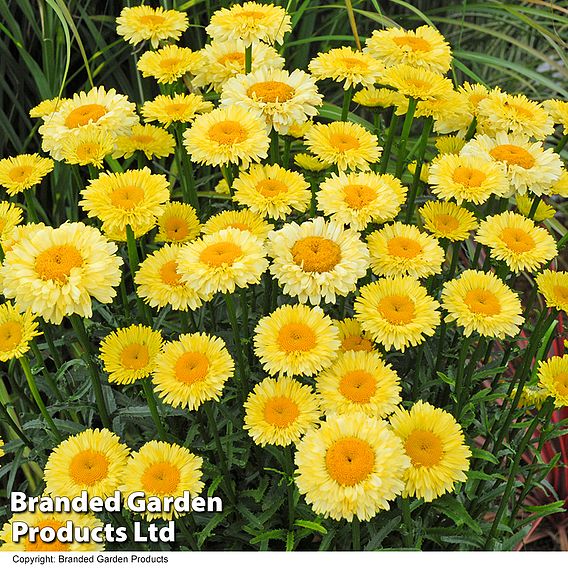 Leucanthemum 'Real Deal'