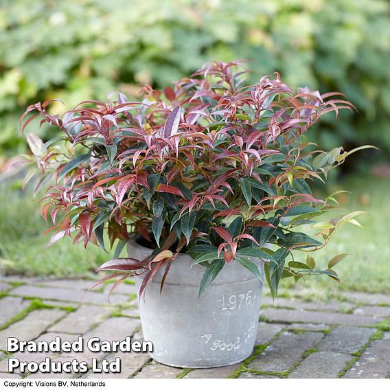 Leucothoe keiskei 'Royal Ruby'