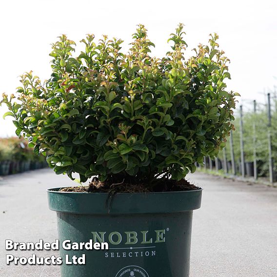 Leucothoe axillaris 'Curly Red'