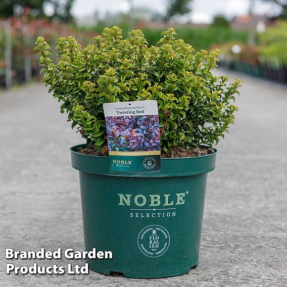 Leucothoe axillaris 'Curly Red'