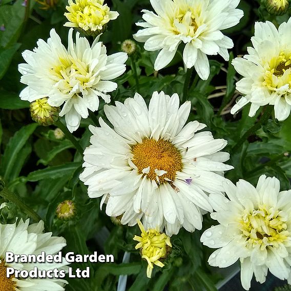 Leucanthemum 'Victorian Secret'