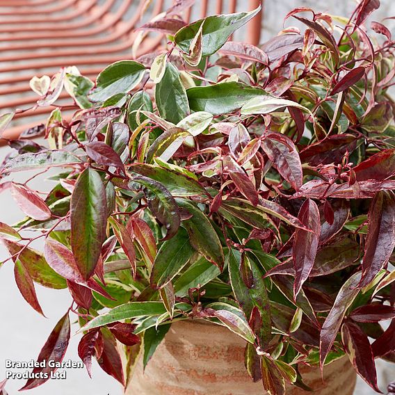 Leucothoe fontanesiana 'Whitewater'