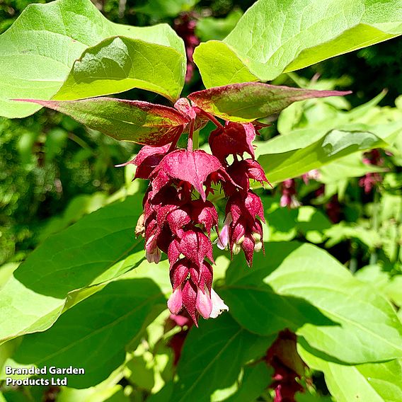 Leycesteria formosa 'Purple Rain'