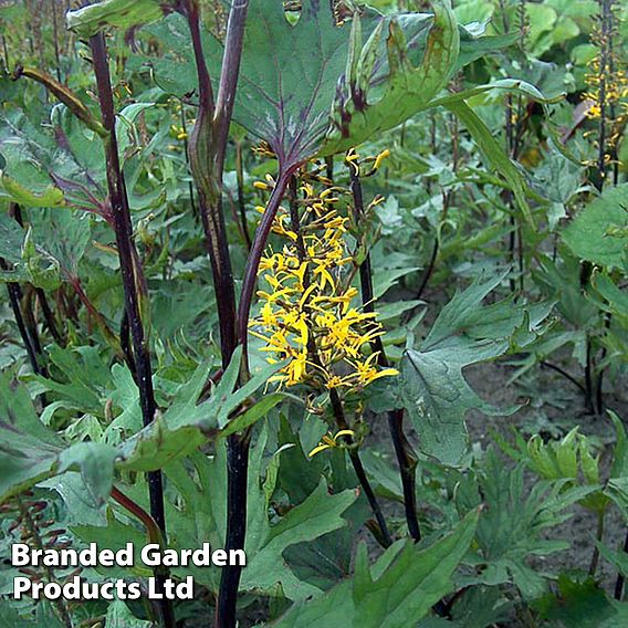 Ligularia przewalskii