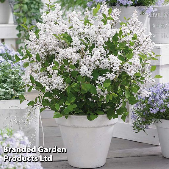 Lilac Dwarf 'Flowerfesta® White'