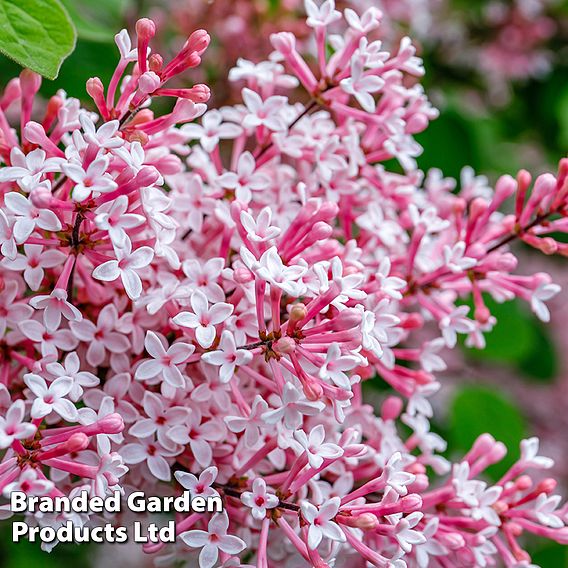 Lilac 'Josée'