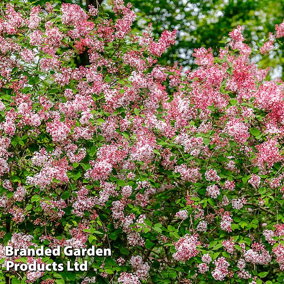 Lilac 'Josée'