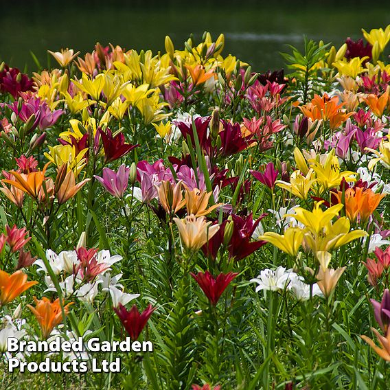 Nurseryman's Choice Lily Bulbs