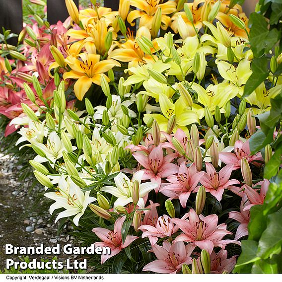 Nurseryman's Choice Lily Bulbs