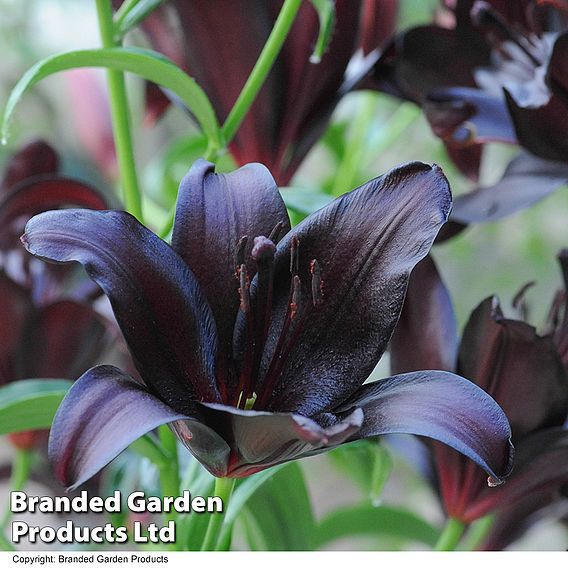 Lily 'Black Jewel'