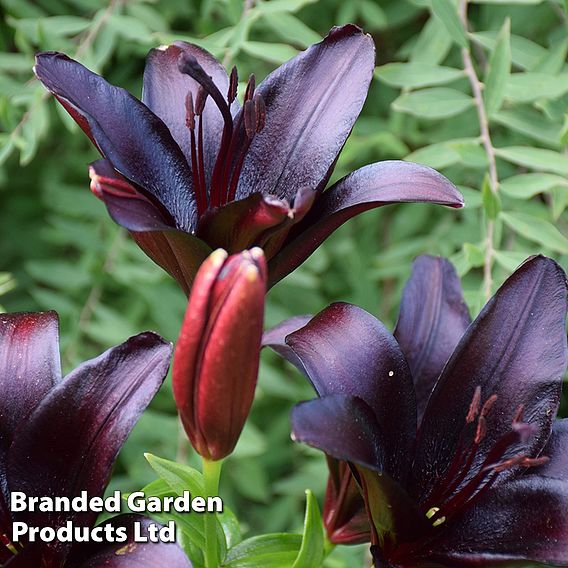 Lily 'Black Jewel'