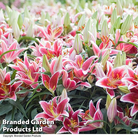 Lily 'Dazzler' (Ground Cover)