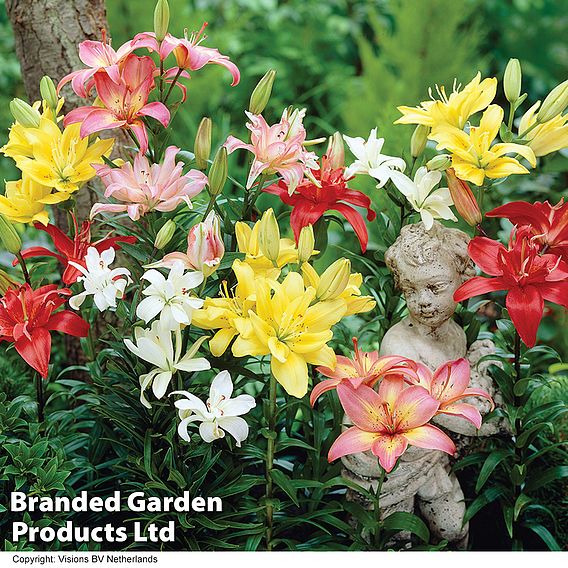 Nurseryman's Choice Lily Bulbs