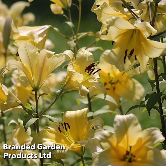 Tree Lily 'Honeymoon'