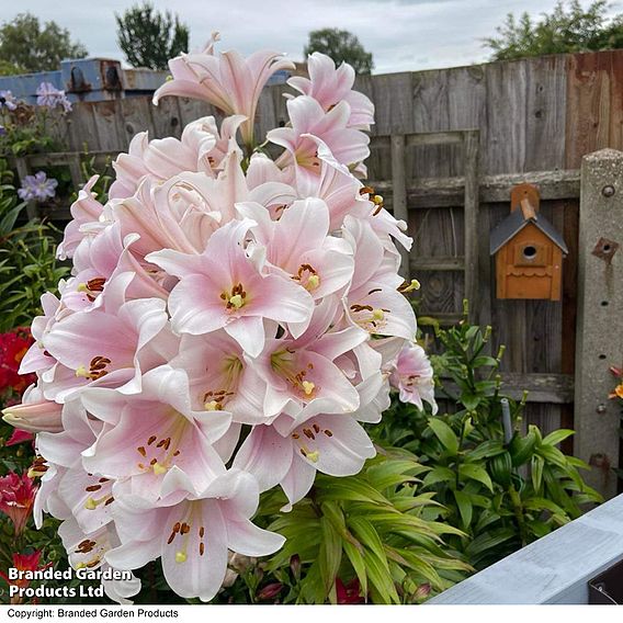 Lily longiflorum 'Cali'